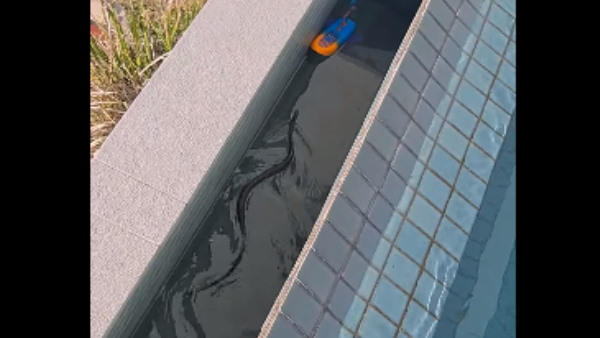 स्विमिंग पूल में डुबकी लगाने आया सांप स्विमिंग पूल में डुबकी लगाने आया सांप