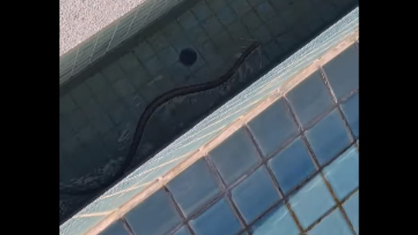 गर्मी से बचने के लिए पानी में आया था सांप गर्मी से बचने के लिए पानी में आया था सांप