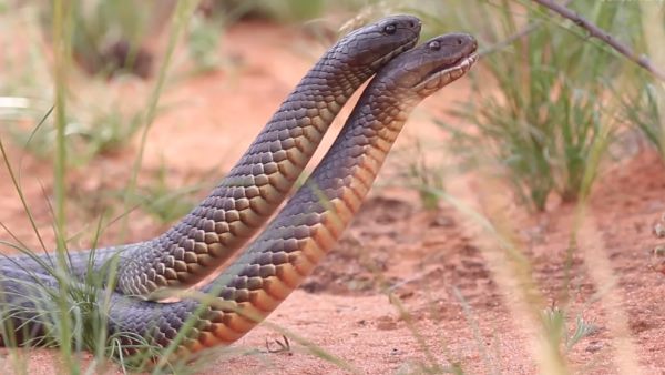 टली मोयल ने रिकॉर्ड किया वीडियो