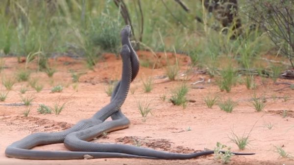 एक घंटे तक आपस में लड़ते रहे सांप