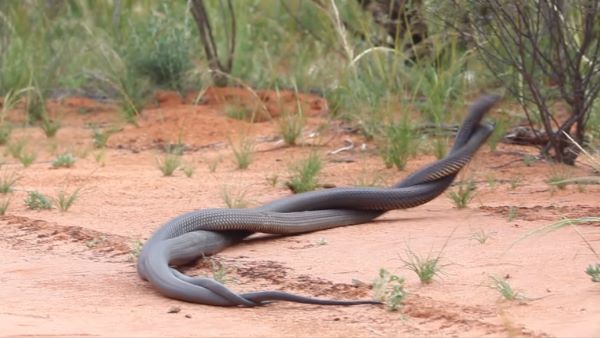 मादा सांप पर हक जमाने के लिए लड़ाई