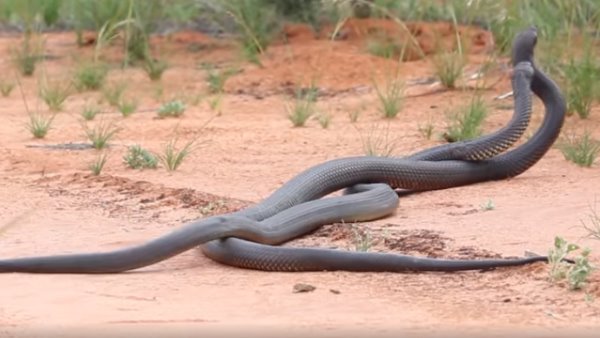 वीडियो पर आए इस तरह के कमेंट