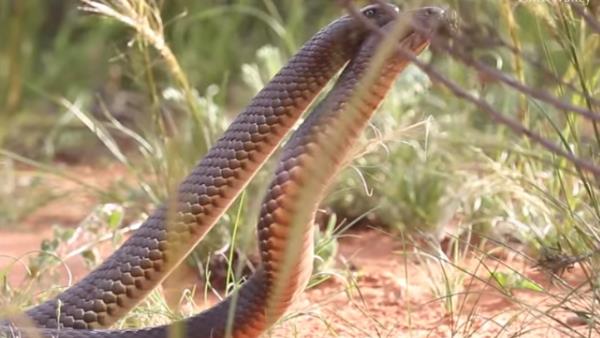 सेंचुरी में दुर्लभ जीवों की बड़ी आबादी