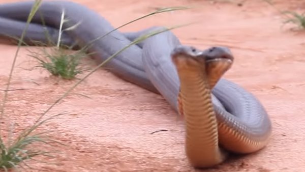 'दूसरी बार देखी सांपों की ऐसी जंग'