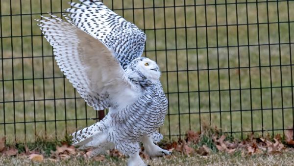 अंतिम बार 1890 में दिखा