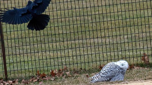 पार्क के मैदान में है उल्लू