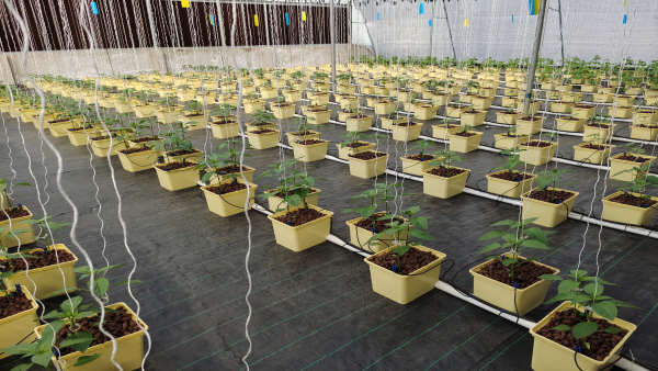 पौधों की जड़ तक पाइप से पानी पहुंचाया