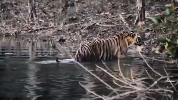 बाघ को देख शोर मचाने लगे बंदर और चीतल