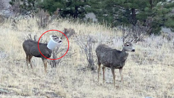 बर्ड फीडर में फंसा हिरण