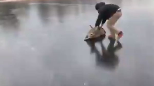 जब जमी हुई नदी में फंसा हिरण तो यूं हुआ रेस्क्यू ऑपरेशन