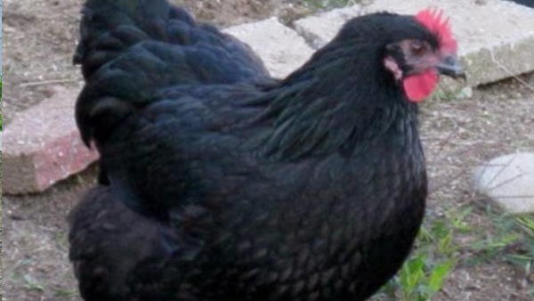 फॉर्म के सभी मुर्गे मारे गए