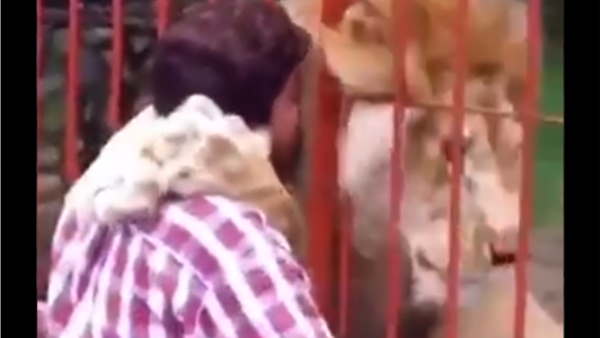 जूपियर है शेर का नाम, महिला का एना