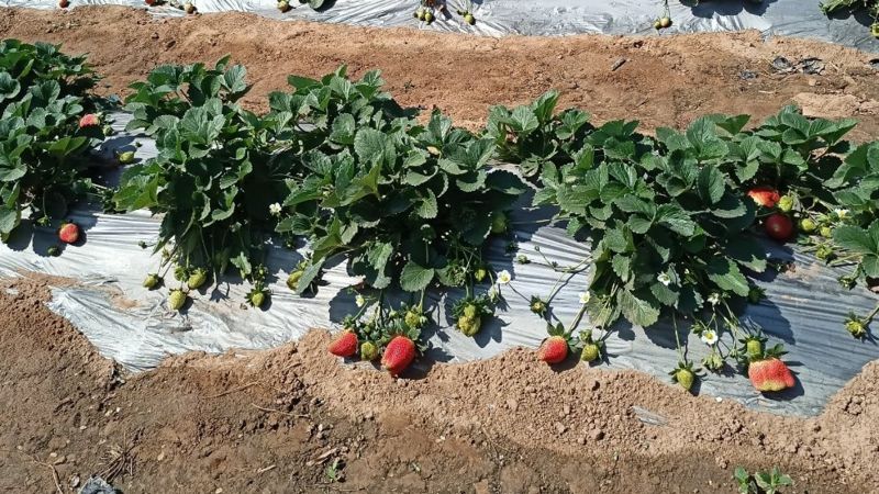 कड़कनाथ मुर्गे से लेकर स्ट्रॉबैरी उगाने तक महेंद्र सिंह धोनी आजकल क्या कर रहे हैं?