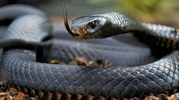 बिल्ली की बहादुरी को मालिक ने किया सलाम, देखिए VIDEO बिल्ली की बहादुरी को मालिक ने किया सलाम, देखिए VIDEO