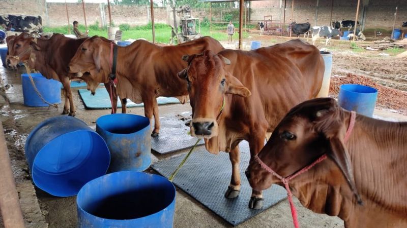 कड़कनाथ मुर्गे से लेकर स्ट्रॉबैरी उगाने तक महेंद्र सिंह धोनी आजकल क्या कर रहे हैं?