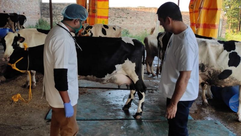 कड़कनाथ मुर्गे से लेकर स्ट्रॉबैरी उगाने तक महेंद्र सिंह धोनी आजकल क्या कर रहे हैं?