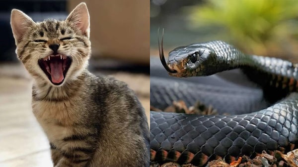 गार्डन में खेल रहे थे बच्चे तभी ईस्टर्न ब्राउन सांप आया... गार्डन में खेल रहे थे बच्चे तभी ईस्टर्न ब्राउन सांप आया...