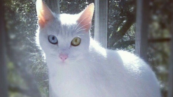 थाईलैंड में हाई डिमांड