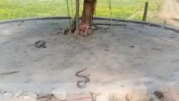 पांच साल पहले भी नाग नाग‍िन का जोड़ा कई दिनों तक रहा था