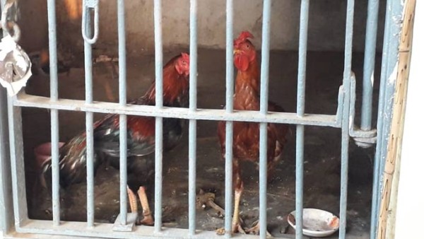 पुलिस को मिली थी गांव में मुर्गा लड़ाई की खबर