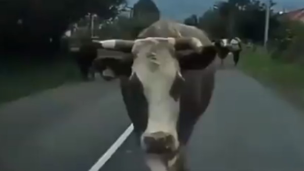 यूजर्स हुए हंस हंसकर लोट-पोट