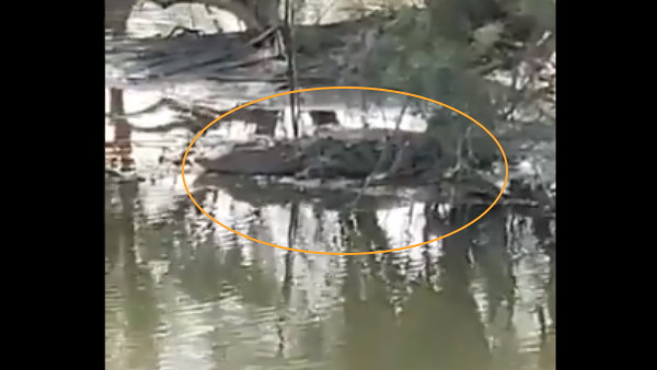 दावा- जान बूझकर छोड़ा गया मगरमच्छ