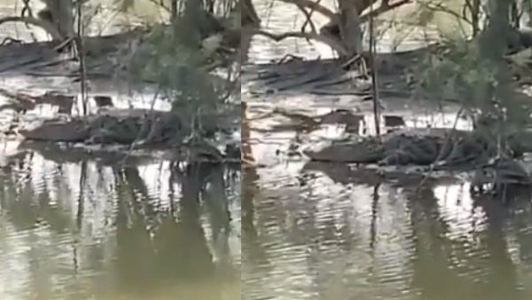 वन विभाग ने दी ये जानकारी