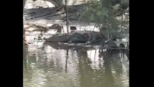 कई सालों से मुंबई के सीवर में घूम रहा था मगरमच्छ