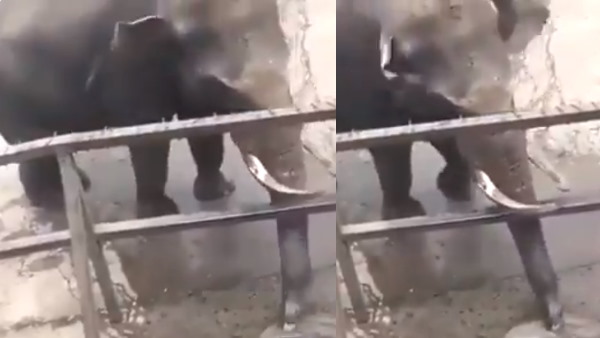 सोशल मीडिया पर हाथी का वीडियो वायरल