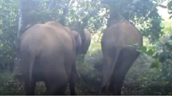 परिवार संग डांस करते हुए हाथी का Video हुआ वायरल