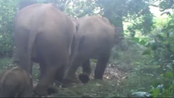 इंडियन फॉरेस्ट ऑफिसर प्रवीण कासवान ने शेयर किया Video