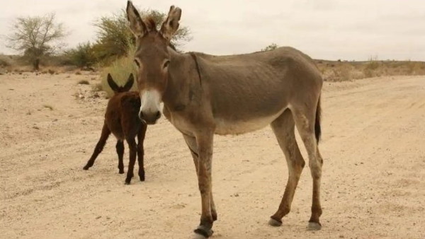 आंध्र प्रदेश में गधे विलुप्त होने की कगार पर