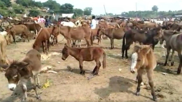 गैरकानूनी है मांस के लिए गधों की हत्या