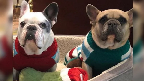 कुत्तों को एक महिला लेकर आई थी पुलिस स्टेशन