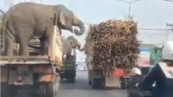 सड़क पर दिनदहाड़े गन्ना चुराते दिखे हाथी