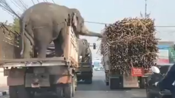 हाथियों को देख बन गया सफर कर रहे लोगों का दिन