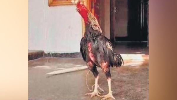 प्रतिबंध के बाद मुर्गों की लड़ाई प्रतिबंध के बाद मुर्गों की लड़ाई