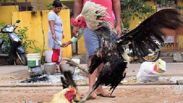 चाकू से किया वार चाकू से किया वार