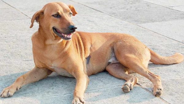 वकील पर किया था हमला