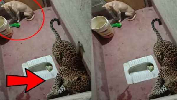 तेंदुए और कुत्‍ता 9 घंटे तक एक ही वॉशरूम में रहे बंद 