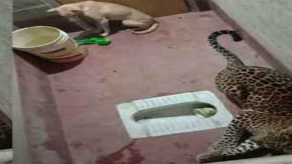 तेंदुआ कुत्ते को मारे बिना वॉशरूम से बाहर कूद गया