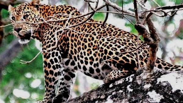 Human-wildlife conflict in the village of dahod district gujarat, son save mother