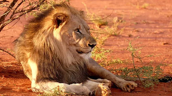 Reliance to set up worlds largest zoo in Jamnagar, Gujarat