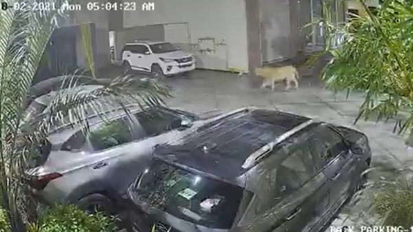 होटल के अंदर घूमता रहा शेर होटल के अंदर घूमता रहा शेर