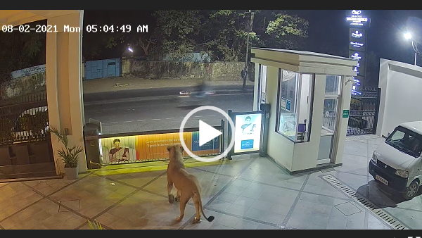 सरोवर पोर्टिको होटल में सुबह 4 बजे घुसा शेर सरोवर पोर्टिको होटल में सुबह 4 बजे घुसा शेर