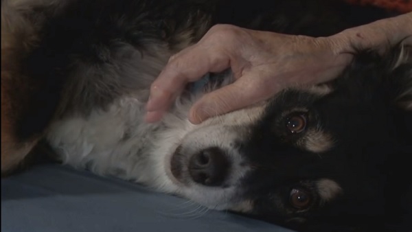 मार्था के जिम्मे लुलू की देखभाल मार्था के जिम्मे लुलू की देखभाल