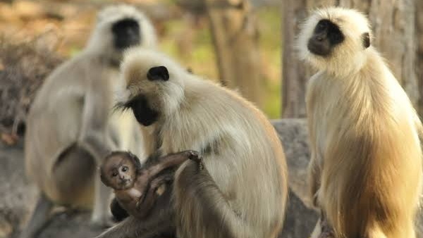 चिप लगाने के बाद बंदर न तो असहज है और न ही अजीब दिखता है