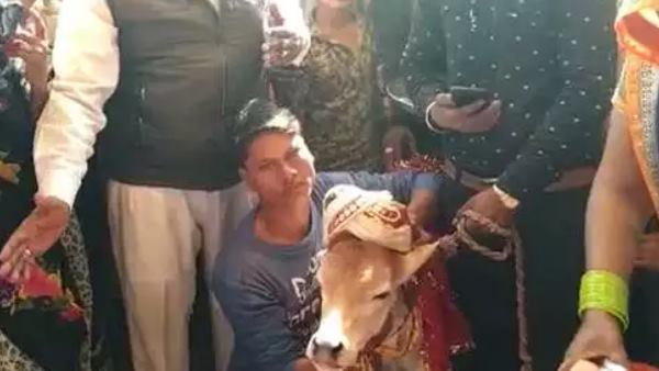 महिलाओं ने किया गाय का कन्यादान महिलाओं ने किया गाय का कन्यादान