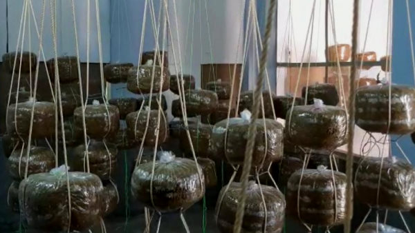 22 दिन में ये बीज पककर तैयार हो जाएंगे 