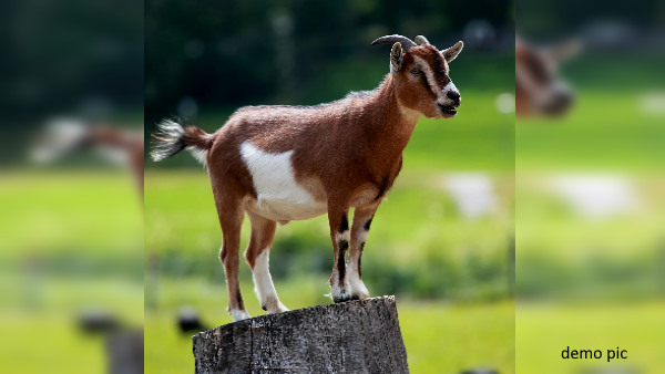 Rajasthan Police SHO buries goats neck in ceremony at home Investigation begins after video goes viral Rajasthan Police SHO buries goats neck in ceremony at home Investigation begins after video goes viral